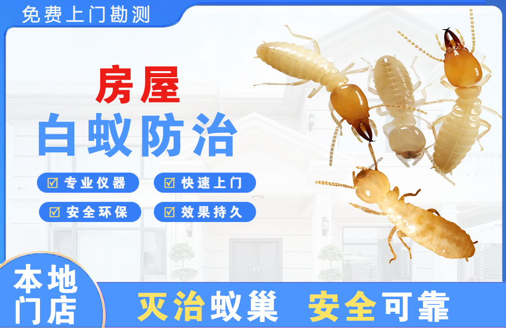 兴义房屋白蚁防治